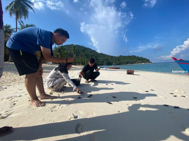 Haru di Pulau Pahat, Saat Tukik Kecil Menyapa Lautan Luas