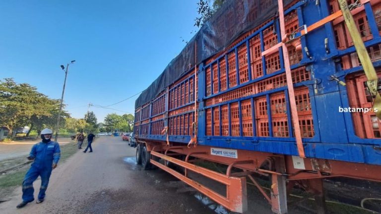 Bintan Ekspor 28 Ribu Ayam Hidup ke Singapura Lewat Pelabuhan Sripayung