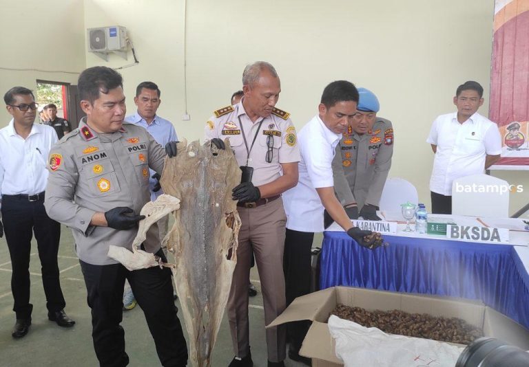 Polda Kepri Bongkar Perdagangan Ilegal Satwa Kering, WNA Vietnam Buron
