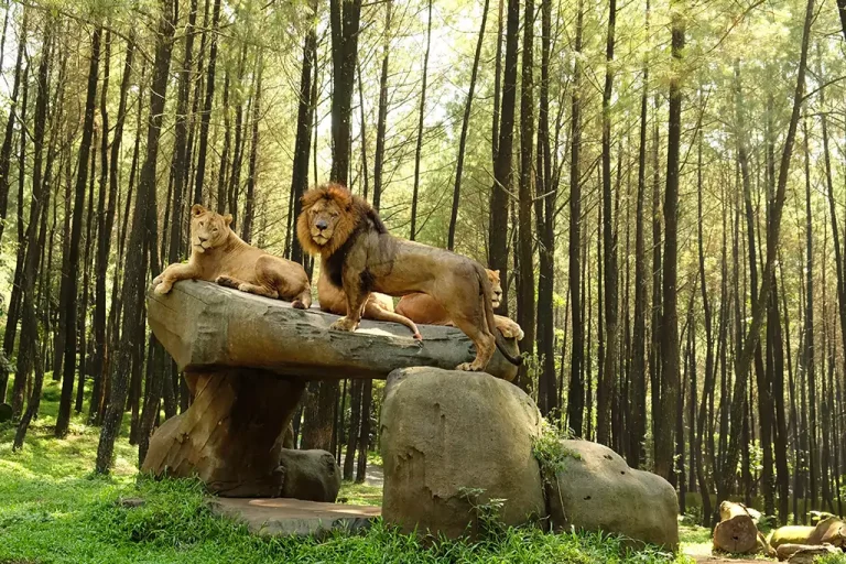 5 Destinasi Wisata Alam Terbaik di Bogor untuk Liburan, Mulai Taman Safari hingga Curug