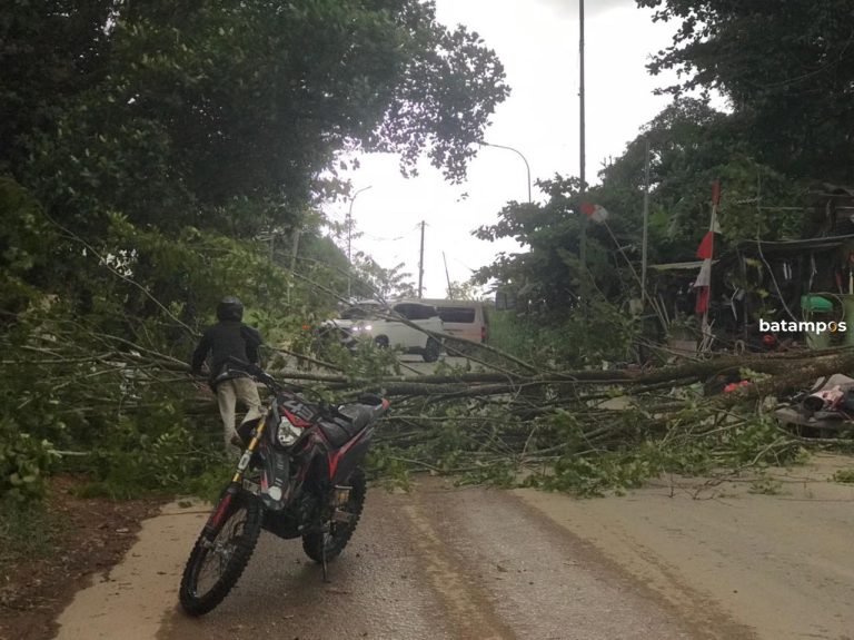 Pohon Tumbang Tutup Total Jalan di Sekupang, Pengendara Terpaksa Putar Balik