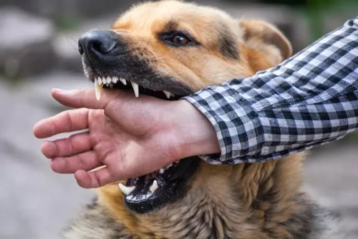 Lansia di Tanjungpinang Diserang Anjing Liar, Dinkes Pantau Risiko Rabies