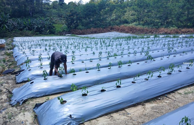 Harga Cabai Meroket, Produksi Lokal Dikebut