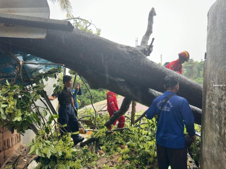 Hujan Deras Disertai Angin Kencang Ancam Keselamatan Warga Batam, Sejumlah Pohon Tumbang