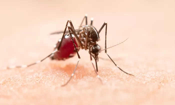 Wabah Demam Chikungunya Muncul di China, 1.714 Kasus Dilaporkan