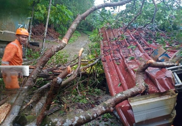 Hujan Deras Disertai Angin, Pohon Tumbang Timpa Garasi Warga di Tanjungpinang