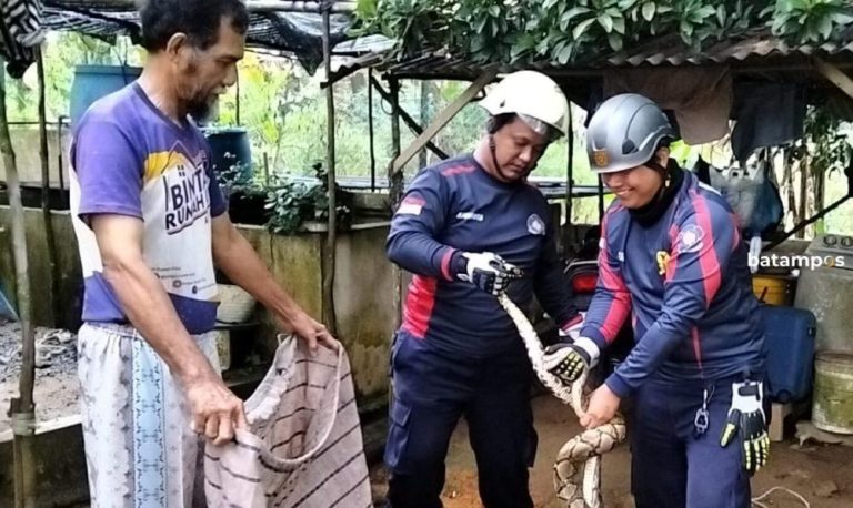 Ular Piton Kekenyangan Usai Telan Ayam di Bintan Ditangkap Damkar