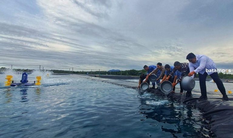 Lanal Bintan Tebar 160 Ribu Benih Udang Vaname di Desa Pengujan