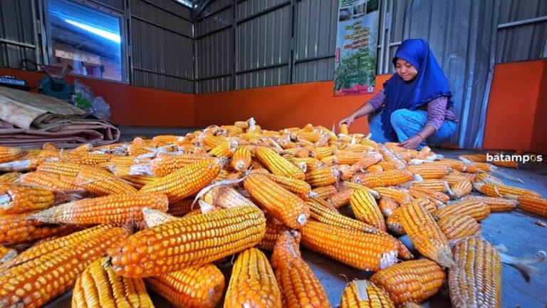 Petani Milenial Bintan Utara Panen 500 Kg Jagung, Pakai Varietas BSI 18