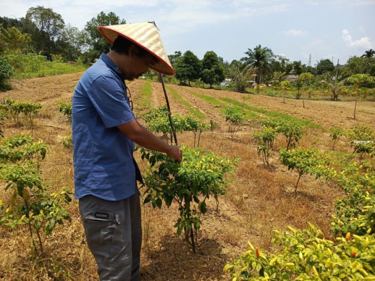 Cuaca Ekstrem Bikin Petani Sayur di Sagulung Gagal Panen, Harga Melonjak