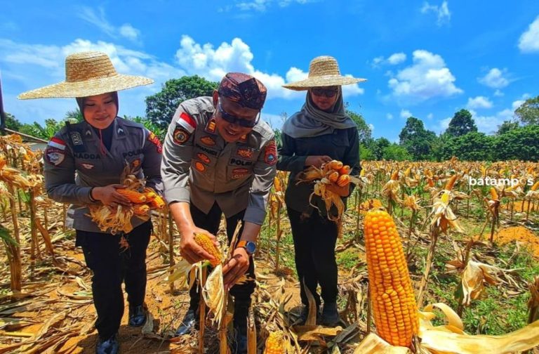 Panen Jagung 1 Hektare di Bintan Timur Hasilkan 5 Ton, Bulog Siap Tampung