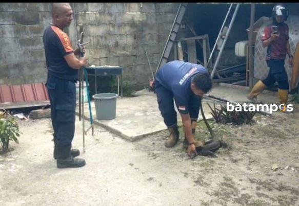 Biawak 1 Meter Nyelonong Masuk Rumah Warga Lingga, Damkar Turun Evakuasi