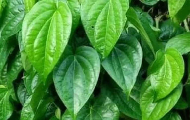 Ketahui 5 Manfaat Daun Sirih untuk Kebersihan dan Kesehatan Tubuh