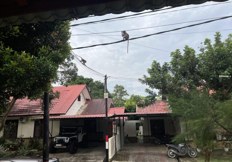 Gerombolan Monyet Serbu Komplek Rumah Dinas Polda Kepri