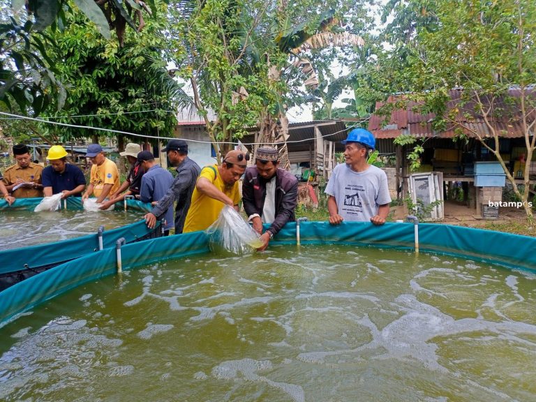 Produksi Ikan Budidaya Batam Tembus 955 Ton, Nilai Ekonomi Capai Rp46 Miliar