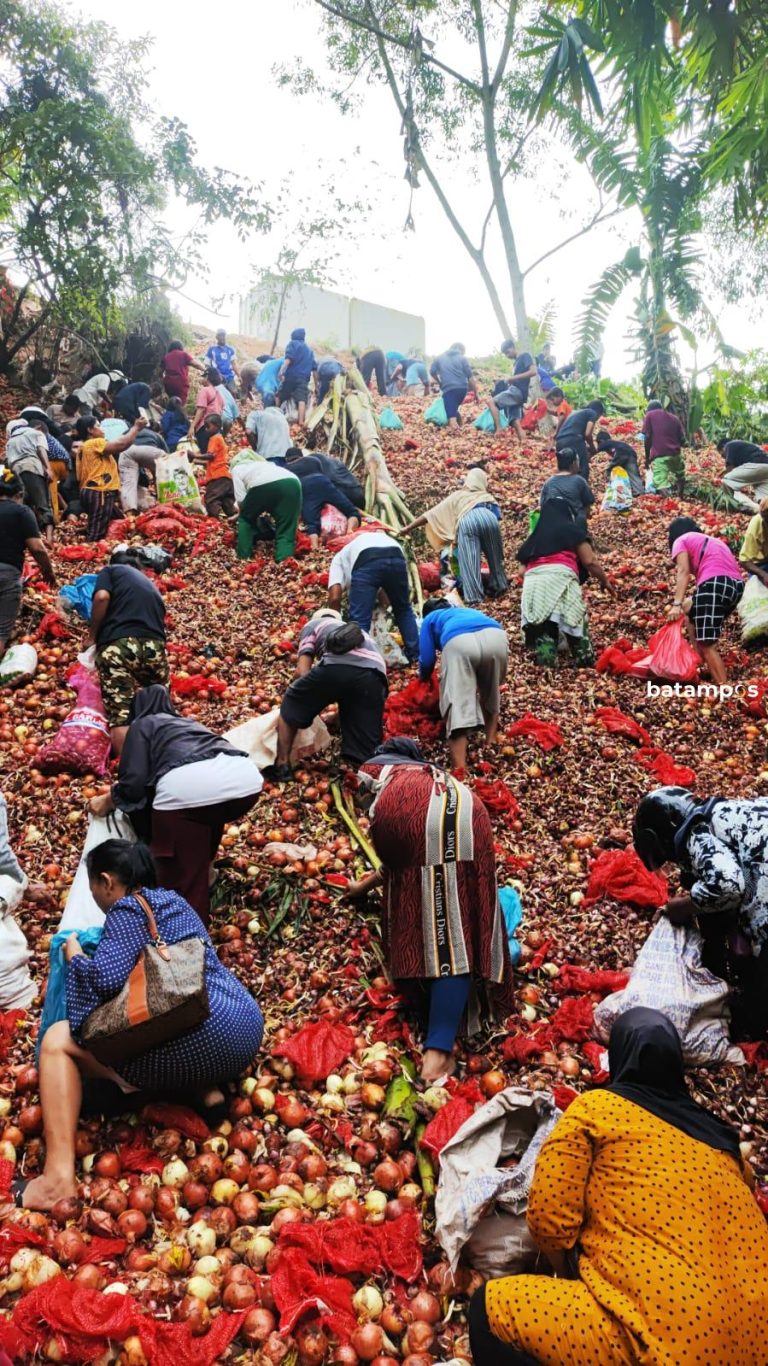 Sepertinya Sengaja Dibuang, Warga Melcem Berebut Bawang