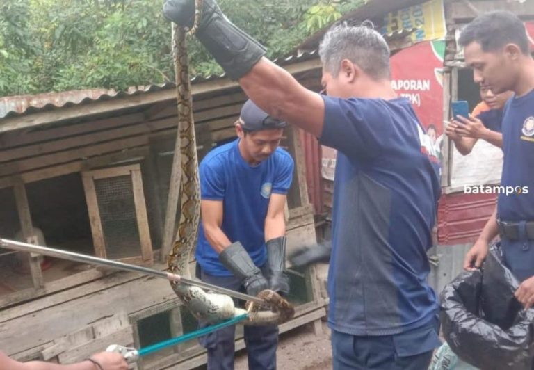 Panik! Ular Piton Besar Masuk Kandang Ayam Warga Singkep, Damkar Turun Tangan