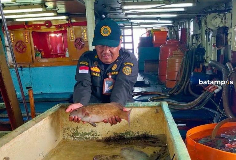 Ekspor Kerapu dan Napoleon dari Anambas ke Hong Kong Mandek, Nelayan Merugi