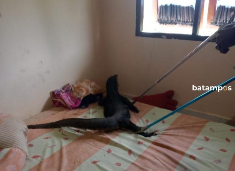 Biawak Besar Nyelonong Masuk Kamar Warga di Lingga, Bikin Panik Sekeluarga!