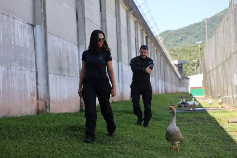 Unik! Penjara di Brasil Ganti Anjing Penjaga dengan Sekawanan Angsa