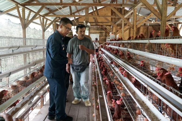 BUMDes Pongkar Jaya Miliki Usaha Peternakan Ayam Petelur