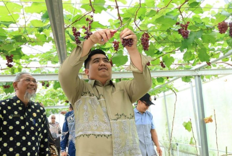 Bupati Bintan Panen Perdana Anggur di Screenhouse Tembeling, Jadi Ekowisata Baru