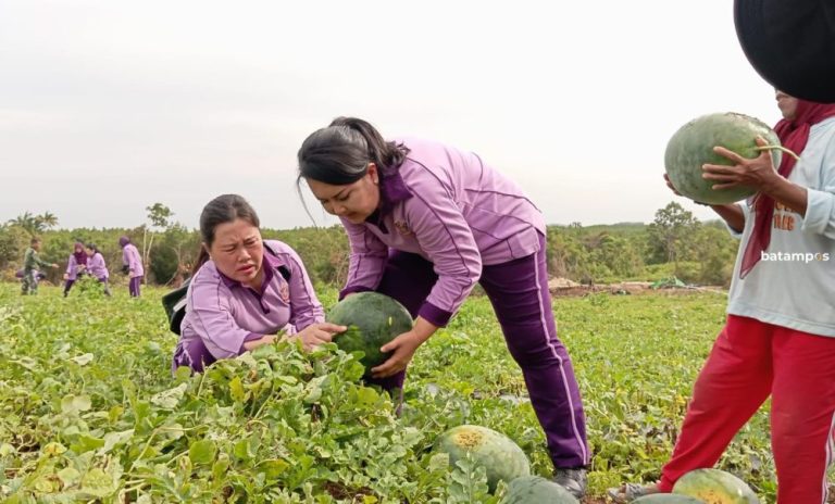 Bekas Tambang Bauksit di Dompak Disulap Jadi Lahan Panen Semangka Non-Biji