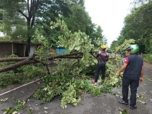 Angin Kencang dan Hujan Deras Terjang Tanjungpinang, Pohon Tumbang dan Atap Rumah Terangkat