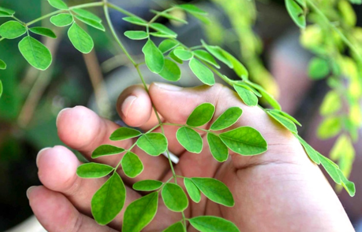 Kaya Nutrisi dan Antioksidan, Ini 7 Manfaat Konsumsi Daun Kelor di Pagi Hari