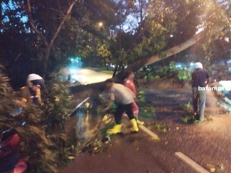 Warga Dabo Tertimpa Pohon Tumbang Saat Angin Kencang Dini Hari