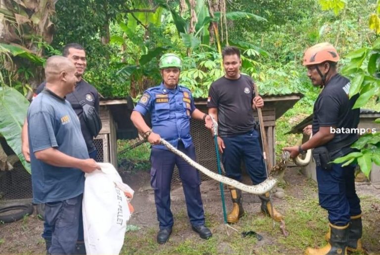 Ular Piton Mangsa Dua Ekor Ayam Warga Telok Ru, Damkar Turun Tangan