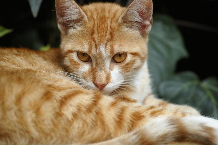 Pemilik Kucing Didenda Rp20 Juta Usai Peliharaannya Ganggu Tetangga
