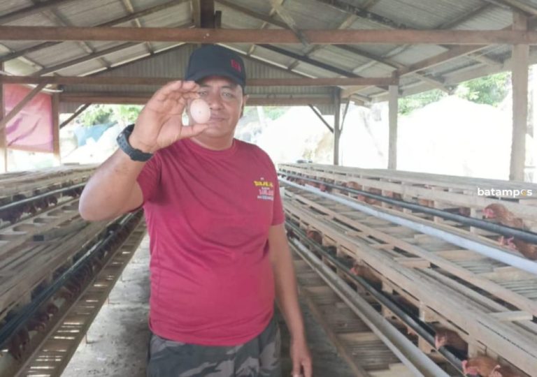 Program Ketapang, Desa Lingai Sukses Panen Perdana Telur Ayam