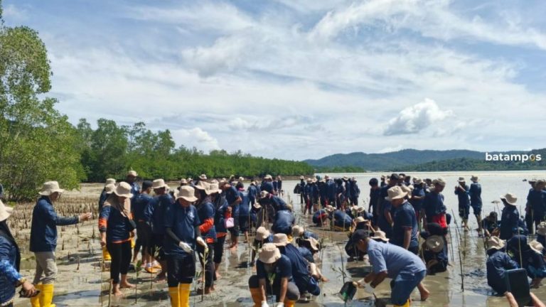 Ratusan Pelajar Anambas Tanam 5.000 Bibit Mangrove di Palmatak