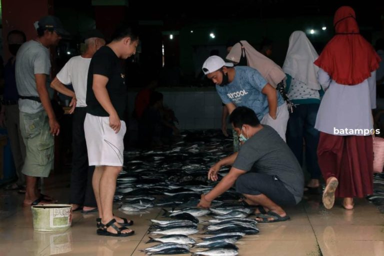 Stok Ikan Tongkol Melimpah di Tarempa Barat, Harga Anjlok hingga Rp20 Ribu