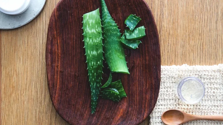 Simak Manfaat Lidah Buaya untuk Kulit, Rambut, dan Kesehatan Tubuh