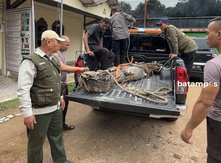 Buaya Besar Ditangkap Warga di Dam Duriangkang