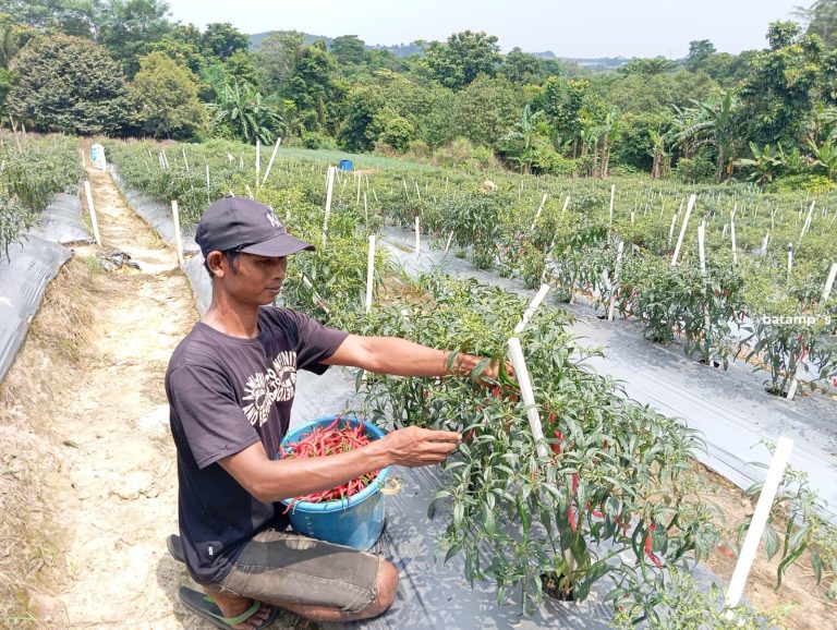 Harga Cabai Sentuh Rp95 Ribu per Kg, DKPP Genjot Produksi Cabai Lokal untuk Redam Harga Tinggi