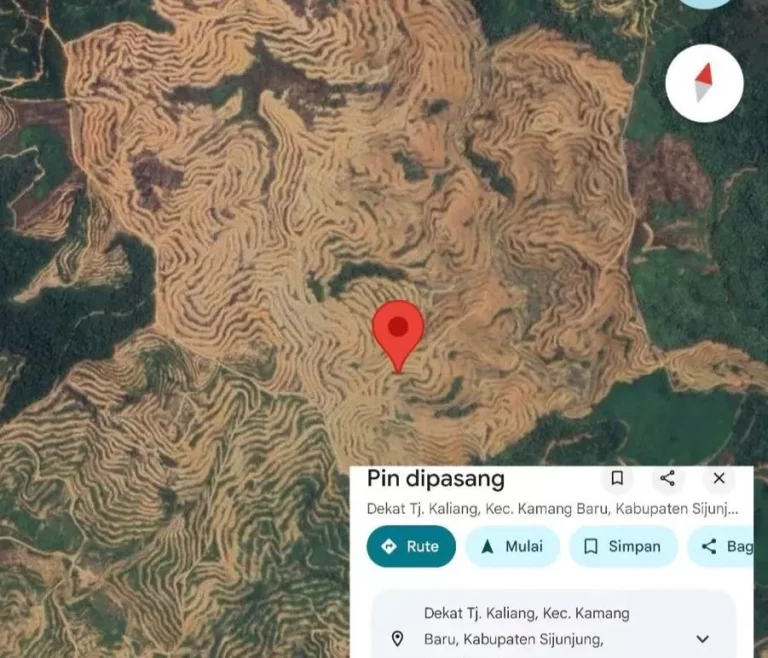 Kerugian Negara di Sektor Kehutanan Ditaksir Capai Rp 175 Triliun