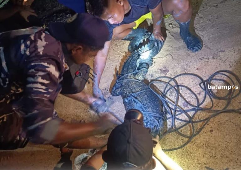 Teror Buaya di Lingga: Hewan Ternak Dimangsa, Warga Pasang Pancing