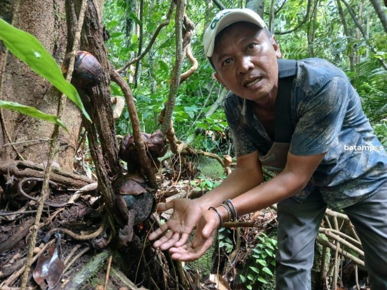 Rafflesia Hasseltii: Cantik, Langka, dan Parasit dari Hutan Anambas