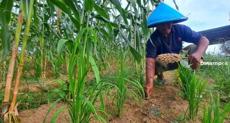 Petani Sungai Jeram Optimalkan Lahan dengan Tanam Sorgum dan Padi Gogo