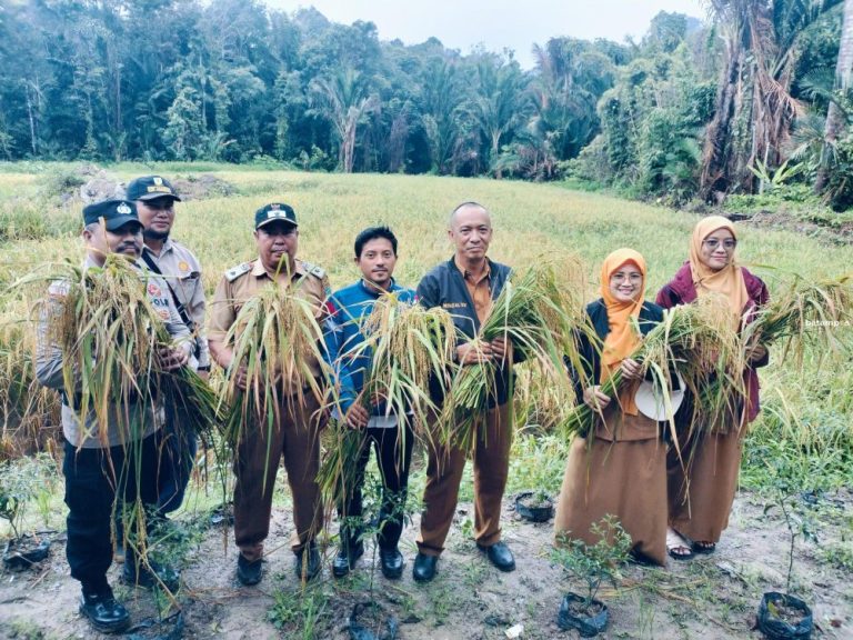 Meski Cuaca Ekstrem, Petani Desa Pesisir Timur Anambas Masih Bisa Panen 5 Ton Padi