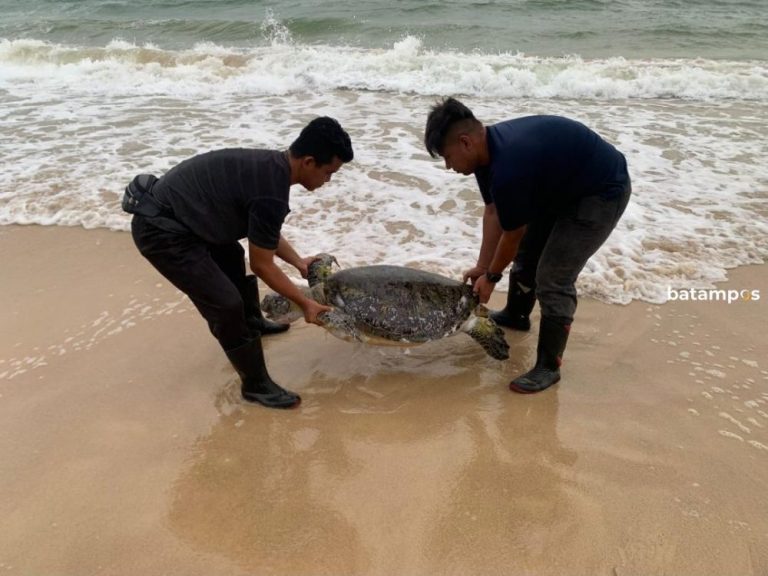 Miris, Penyu Sisik Mati Terdampar di Bintan dengan Plastik di Kerongkongan