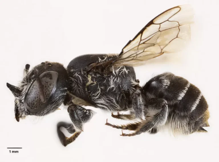 Ilmuwan Temukan Lebah “Lucifer” Bertanduk di Australia Barat