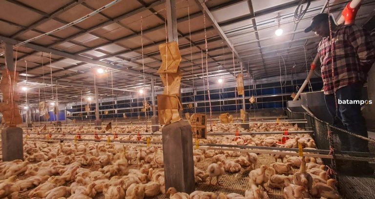 Farm Tirta Madu III Panen 6 Ribu Ekor Ayam per Hari, Penuhi Kebutuhan Bintan Pinang