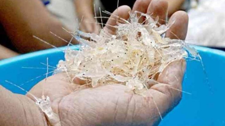 30.000 Ekor Benih Lobster Gagal Diselundupkan ke Singapura