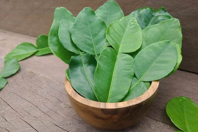 Jarang Diketahui, Ini 4 Manfaat Daun Jeruk Purut