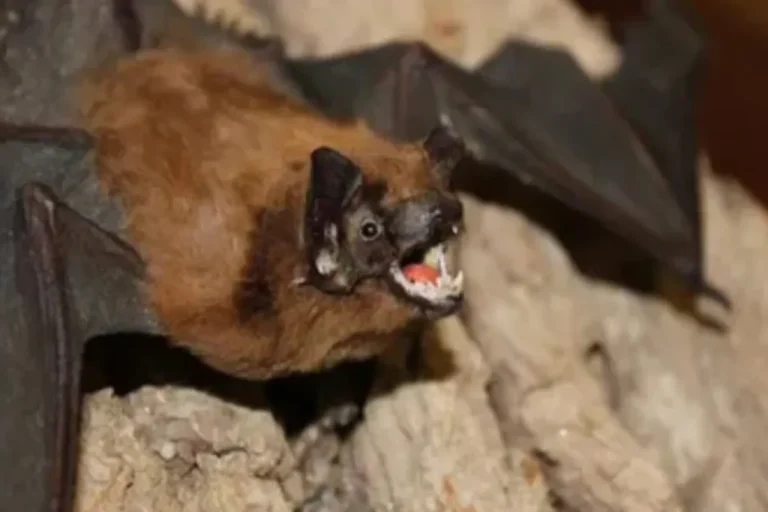 Singapura Siaga Merah! Bandara Pasang Skrining Ketat Waspadai Wabah Nipah