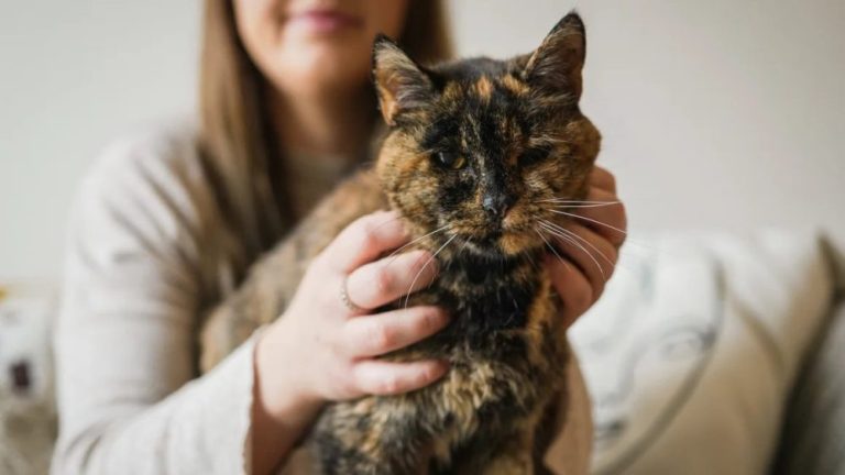 Kisah Flossie, Kucing Inggris Berusia 30 Tahun yang Pecahkan Rekor Dunia